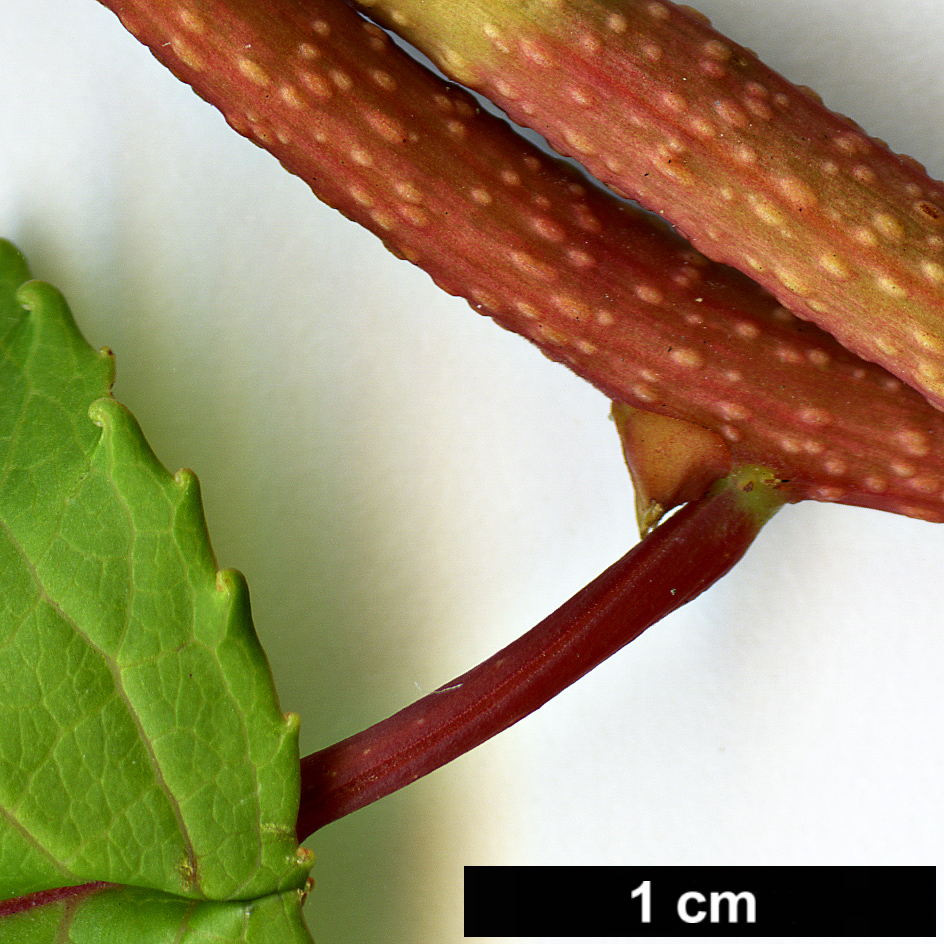 High resolution image: Family: Celastraceae - Genus: Tripterygium - Taxon: regelii